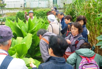 2017植物観察-1