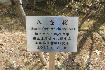 鶴ヶ島市八重桜