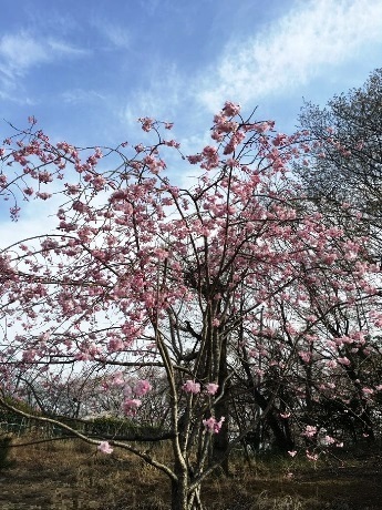 20180308角館の枝垂桜-1