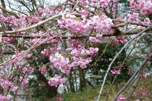 20180308角館の枝垂桜-2