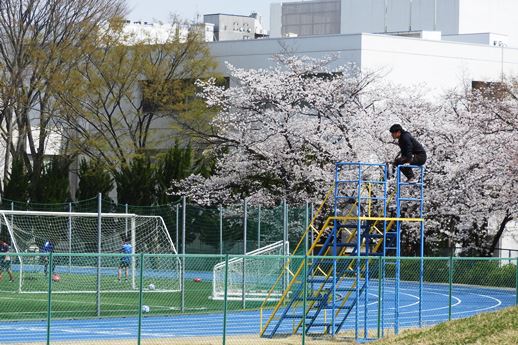 20180327桜-3