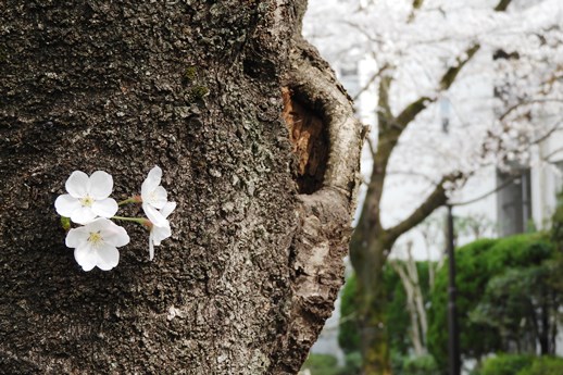 20180327桜-6