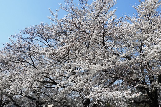 裏門の桜