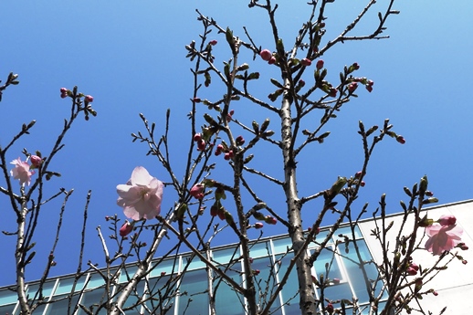 八重桜