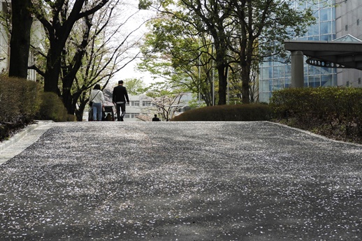 桜の道