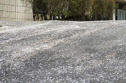 桜の道