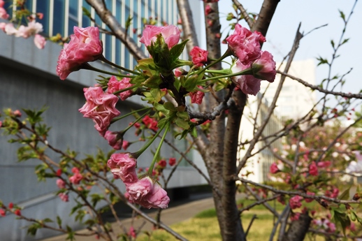 20180404連携桜-2