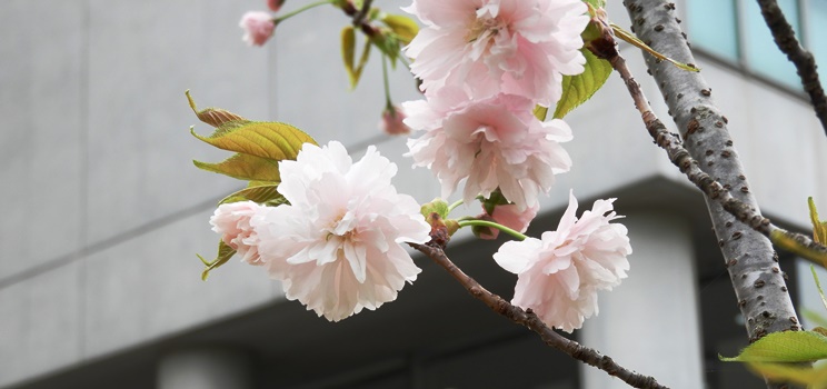 20180407鎌足桜-1