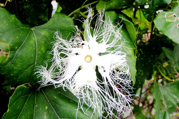 薬用植物園キカラスウリの花