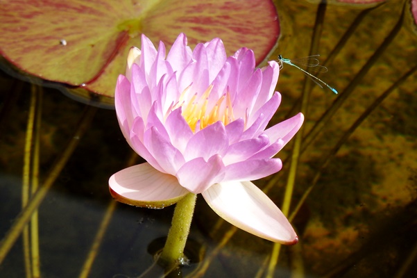 薬用植物園スイレンの花