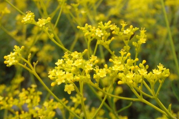 オミナエシの花