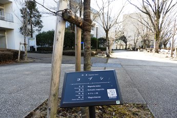 20190223キャンパスは植物園