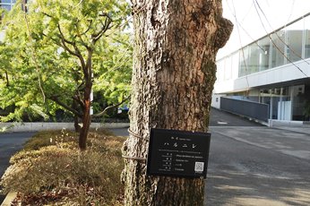 20190223キャンパスは植物園