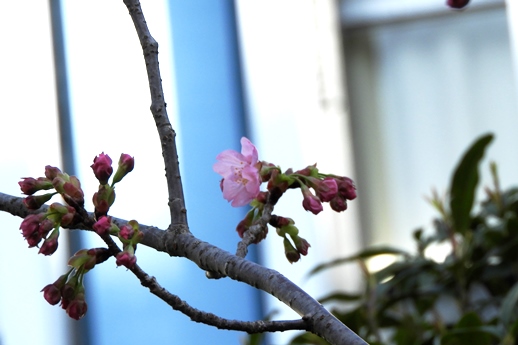 2019桜