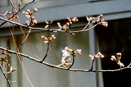 2019桜