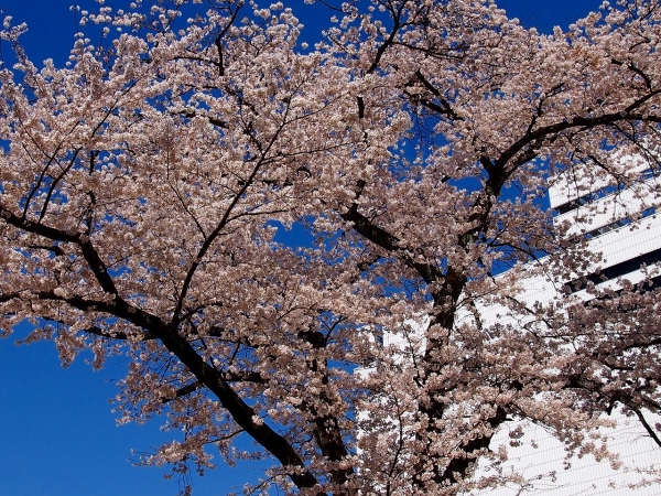 190404 10号館前の桜