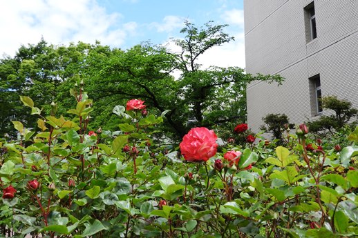 坂戸キャンパスは植物園