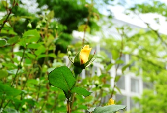 坂戸キャンパスは植物園