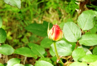 坂戸キャンパスは植物園