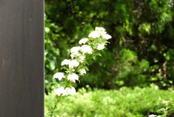 坂戸キャンパスは植物園