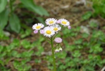 坂戸キャンパスは植物園