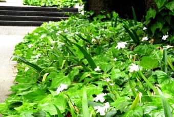 坂戸キャンパスは植物園