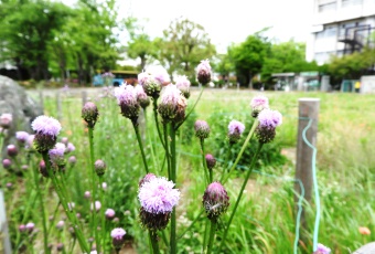 坂戸キャンパスは植物園