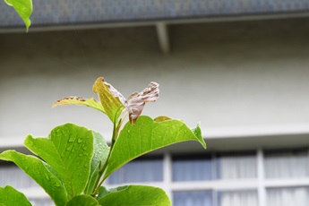 20190608朝の坂戸キャンパス