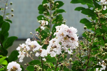 20190822坂戸キャンパスの花