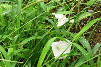 20190822坂戸キャンパスの花