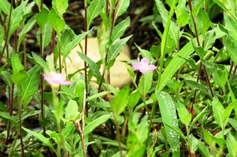 20190822坂戸キャンパスの花