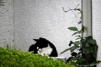 20190822坂戸キャンパスの花