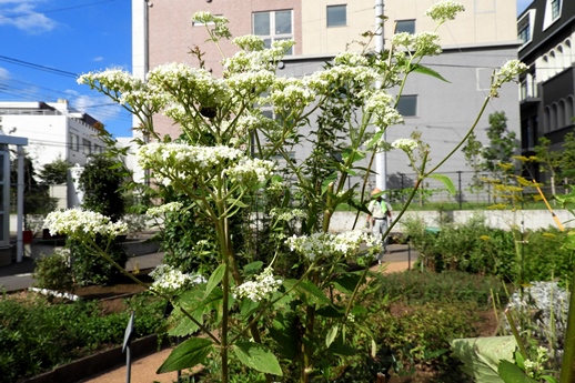 2019秋の植物園