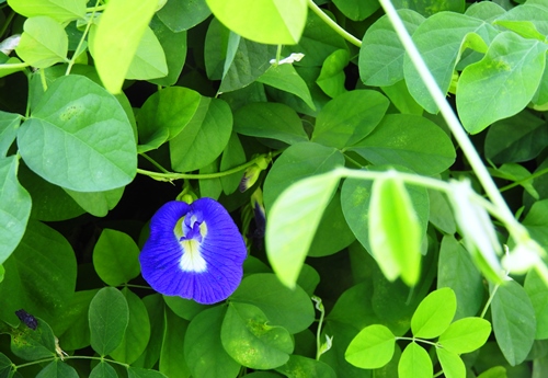 2019秋の植物園