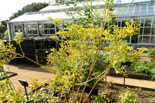 2019秋の植物園