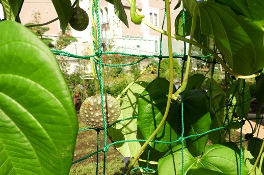 2019秋の植物園