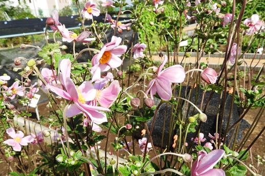 2019秋の植物園