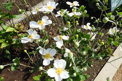 2019秋の植物園