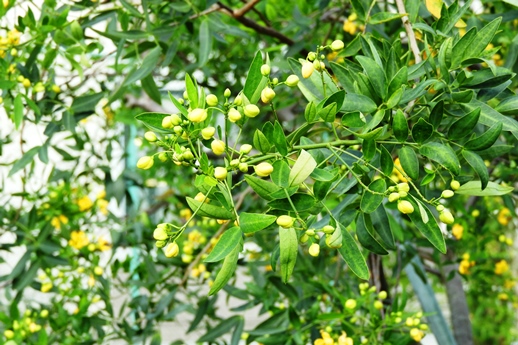 2019秋の植物園