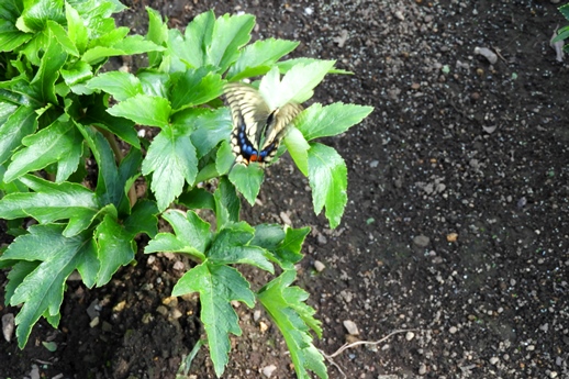 2019秋の植物園