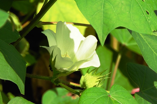 2019秋の植物園