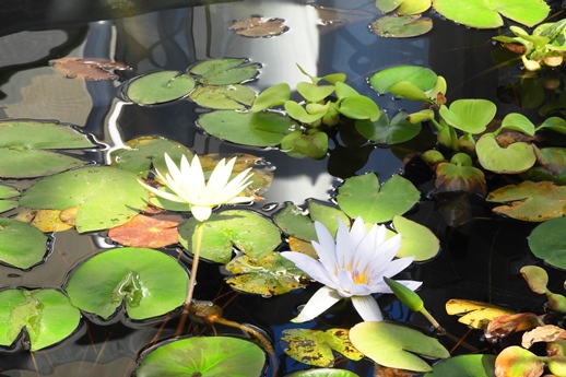 2019秋の植物園