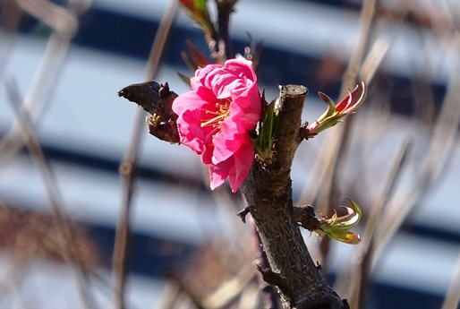 20200306薬用植物園の花