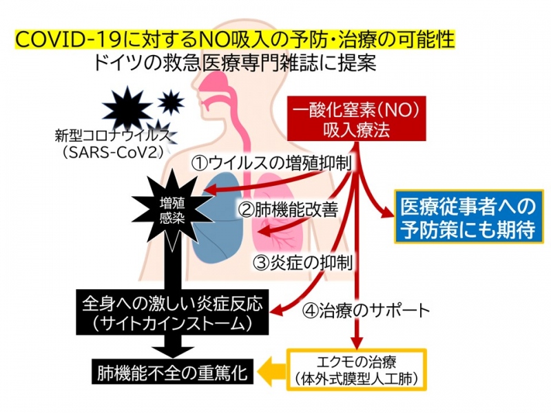 薬学部・薬学研究科】重症新型コロナウイルス感染症に対する新たな治療 