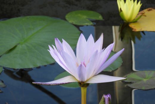 20201020薬用植物園