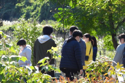 20201104芋掘り植物園