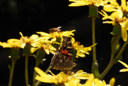 20201104芋掘り植物園