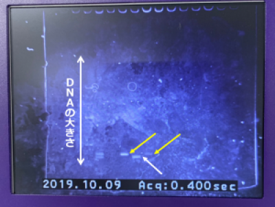 20201127薬学科ＰＣＲ実習４（2019年度実習風景）