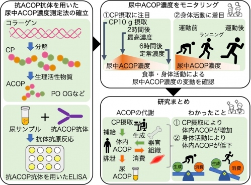 医療栄養学科】【研究】身体活動が体内の活性型コラーゲンオリゴ