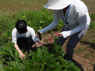 20210722野菜収穫